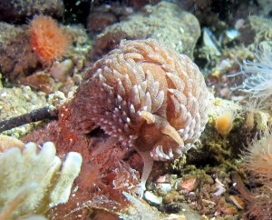 Nudi1r